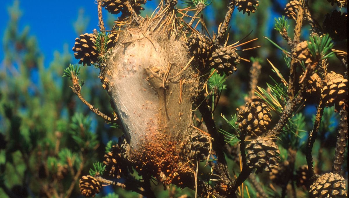 Formation chenilles processionnaires