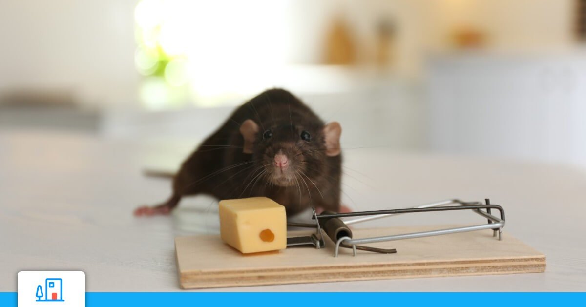 Formation rongeurs commensaux